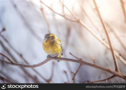 Bird is sitting on a tree branch in the winter