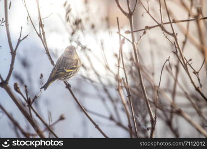 Bird is sitting on a tree branch in the winter