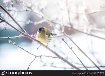 Bird is sitting on a tree branch in the winter