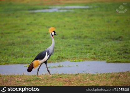 Bird is walking in the swamp in Kenya