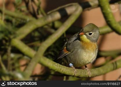 bird jay sunbird songbird nature