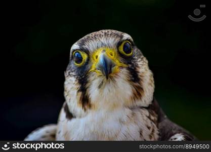 bird kestrel falcon hawk animal