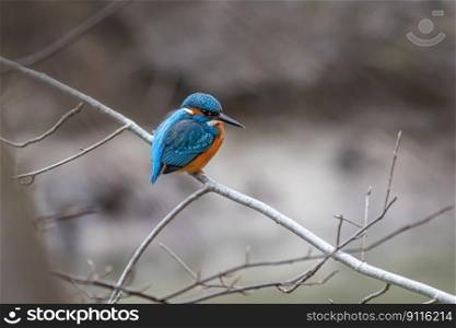 bird kingfisher ornithology species