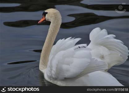 bird lake pen swan wings natural