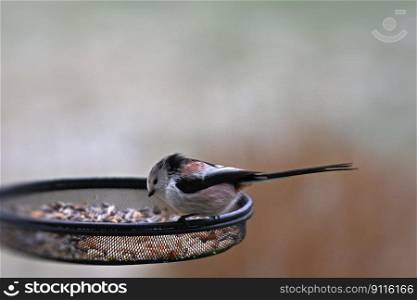 bird long tailed tit feed