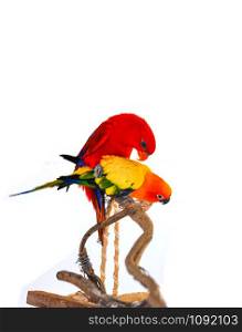 bird lover couple parrot Sun Conure with red orange and yellow feather colorful on white background