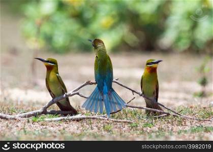 Bird lovers, Beautiful Blue-tailed bee-eater (Merops philippinus) On a branch above the meadow with green background in Phetchaburi Thailand.. Bird lovers Phetchaburi.