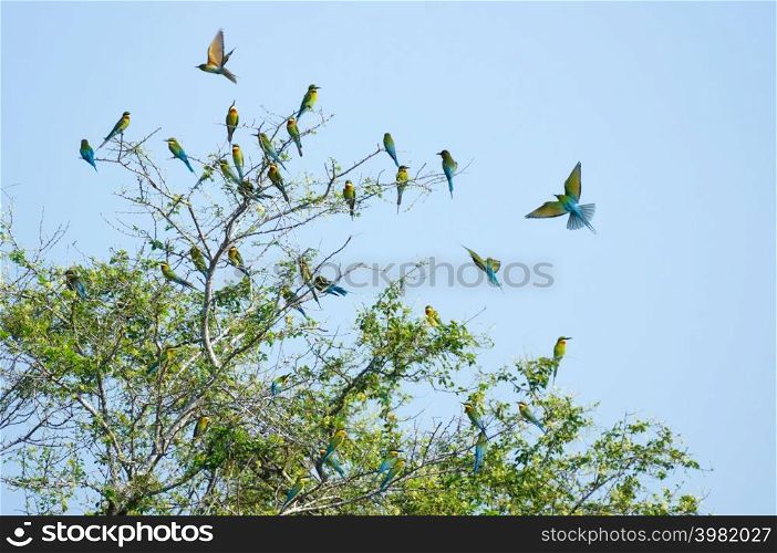 Bird lovers, Beautiful Blue-tailed bee-eater (Merops philippinus) On a branch above the meadow with green background in Phetchaburi Thailand. Flock of birds.. Bird lovers Phetchaburi.