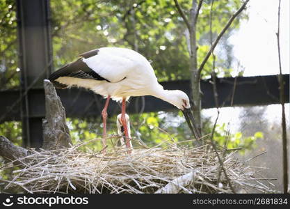 bird making a nest