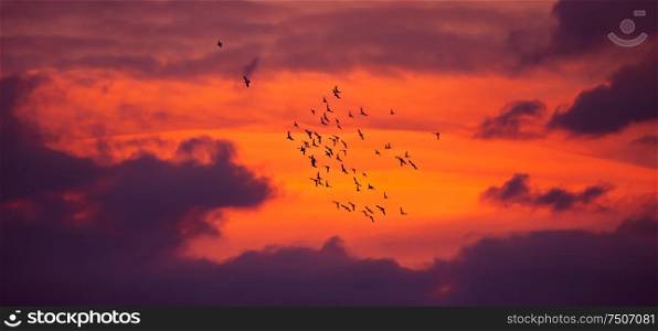 Bird migration, flock of a wild birds over orange sunset sky background, beautiful landscape, natural wallpaper, autumn season