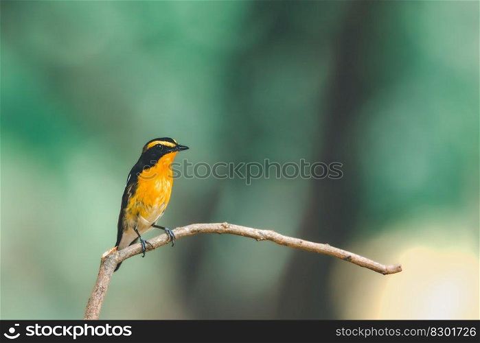 Bird  Narcissus Flycatcher, Ficedula narcissina  male black, orange, orange-yellow color perched on a tree in a nature wild and risk of extinction. Bird  Narcissus Flycatcher  on tree in nature wild