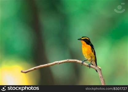 Bird (Narcissus Flycatcher, Ficedula narcissina) male black, orange, orange-yellow color perched on a tree in a nature wild and risk of extinction. Bird (Narcissus Flycatcher) on tree in nature wild