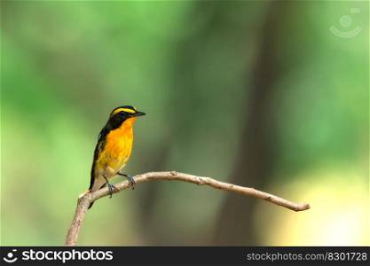 Bird  Narcissus Flycatcher, Ficedula narcissina  male black, orange, orange-yellow color perched on a tree in a nature wild and risk of extinction. Bird  Narcissus Flycatcher  on tree in nature wild
