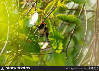 Bird (Nectariniidae) On Branches Of Bushes, Of Currants.