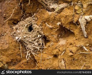 Bird nest. Bird nest of a wren, troglodytes troglodytes in soil between the roots of a fallen tree