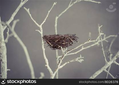 Bird nest on a tree branches in studio