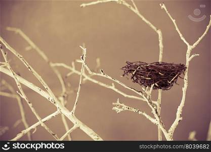 Bird nest on a tree branches in studio