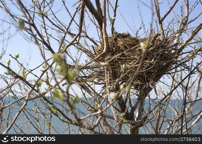 Bird nest on tree in front of the sea