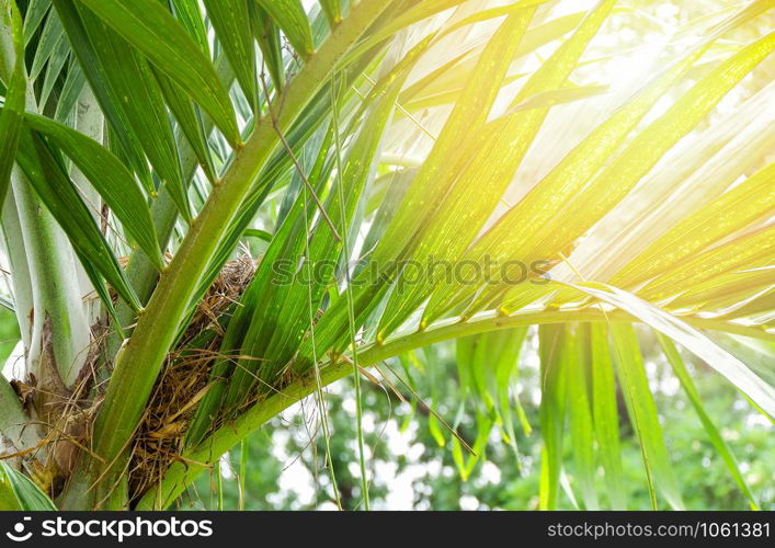 Bird nest on tree palm leaves on summer garden