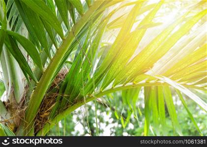 Bird nest on tree palm leaves on summer garden