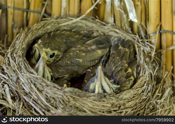 Bird nest with hatch bird