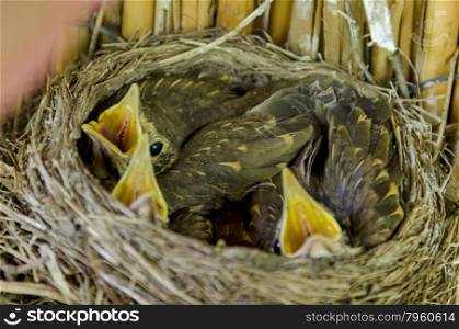 Bird nest with hatch bird