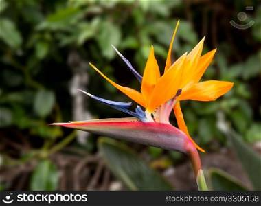 Bird of Paradise flower against a blurred background with small ants on the petals