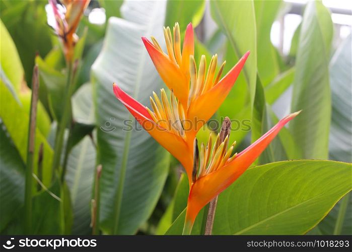 Bird of Paradise in bloom,Focusing on flowers in the back garden.