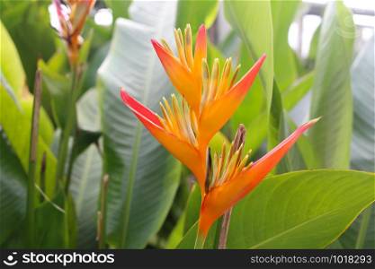 Bird of Paradise in bloom,Focusing on flowers in the back garden.