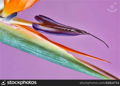 Bird of paradise or strelitzia or crane flower closeup macro photo. Flower with typical bright orange and blue colours on a purple background. Colorful flower Bird of paradise Strelitzia isolated on purple