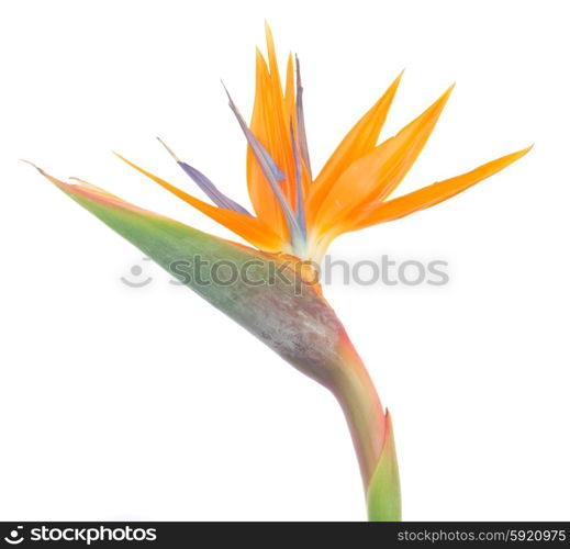Bird of paradize flower. Bird of paradize flower close up isolated on white background