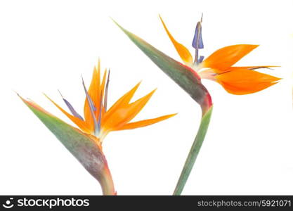 Bird of paradize flower. Bird of paradize two flowers isolated on white background