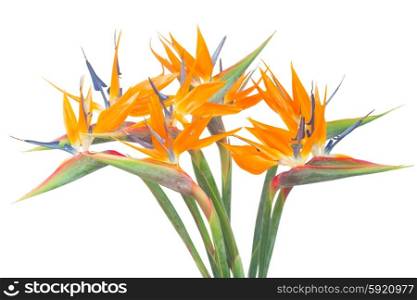 Bird of paradize flower. Bouquet of Bird of paradize flowers isolated on white background