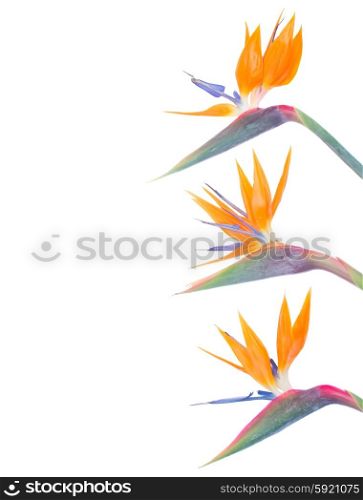 Bird of paradize flowers border. Bird of paradize flowers border isolated on white background