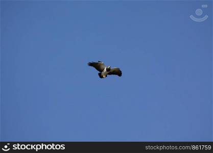 Bird of prey Aguja is blue-buzzard in South America