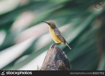 Bird  Olive-backed sunbird, Yellow-bellied sunbird  female yellow color perched on a tree in a nature wild. Bird  Olive-backed sunbird  on tree in nature wild