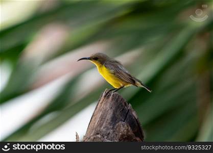 Bird  Olive-backed sunbird, Yellow-bellied sunbird  female yellow color perched on a tree in a nature wild. Bird  Olive-backed sunbird  on tree in nature wild