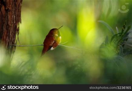 Bird on a Twig