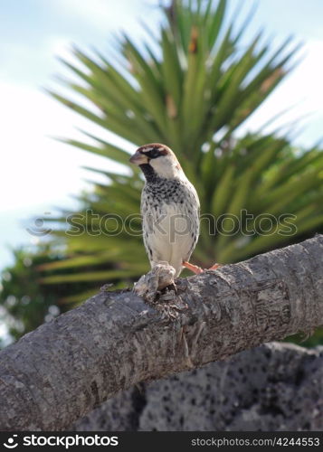 Bird on branch