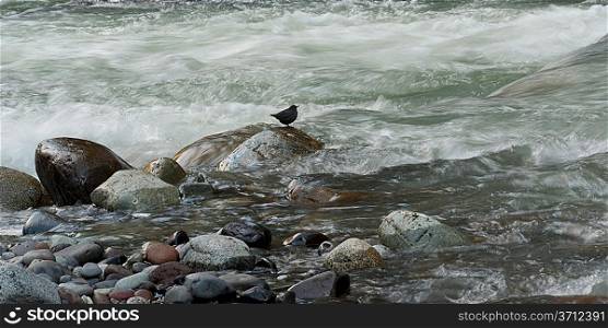Bird on rock in the stream, Whistler, British Columbia, Canada