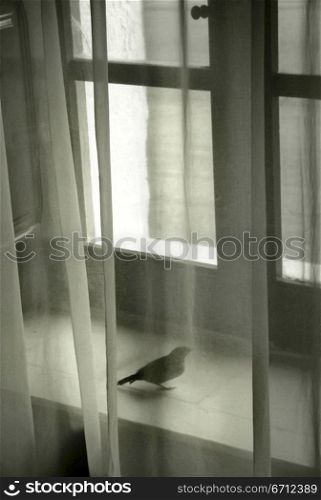 Bird on windowsil