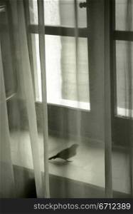 Bird on windowsil