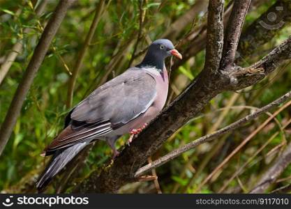 bird ornithology dove plumage tree
