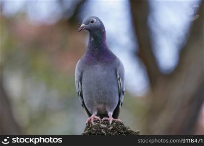 bird ornithology pigeon plumage
