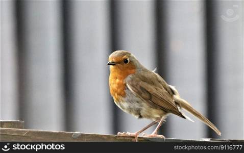 bird ornithology robin