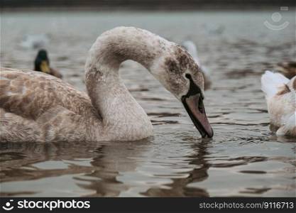 bird ornithology swan lake species