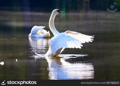 bird ornithology swan water bird