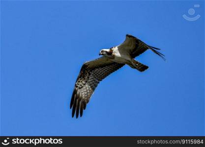 bird osprey ornithology species