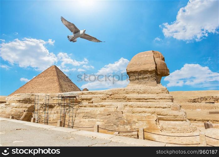 Bird over Pyramid and Sphinx in the desert of Giza, Egypt. Bird over Giza