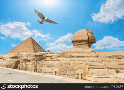 Bird over Pyramid and Sphinx in the desert of Giza, Egypt. Bird over Giza